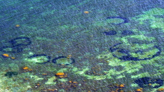 Scientists reveal origin of mysterious sea circles (spoiler: <em>not</em> human)
